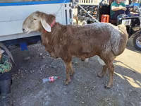 Widder, Arashan sheep — Foto 4