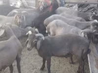 公羊, Arabi sheep — 照片 2