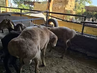 Widder, Arashan sheep — Foto 1