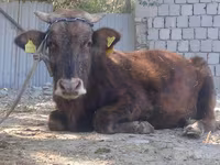 گاو نر, گاو — عکس 4
