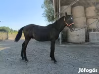 ม้าตัวผู้, Nonius horse — รูปภาพ 2