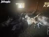 Ovce, Cameroon sheep — foto 1