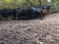 Kuh, Aberdeen-Angus — Foto 1
