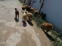 بھیڑیں (گروپ، جنس مذکور نہیں), بھیڑیں — تصویر 8