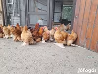 Pekin-Zwerg — Foto 6