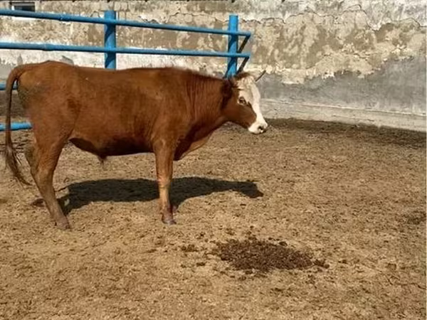 گاو نر, گاو سفیدسر قزاقستانی