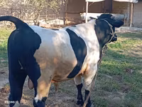 Bik, Simmental cattle — fotografija 2