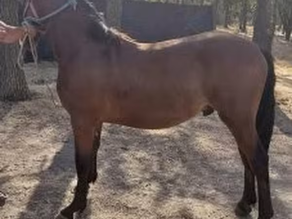 Faras, Horses