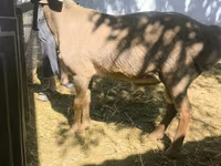 숫양, Rhon sheep — 사진 4