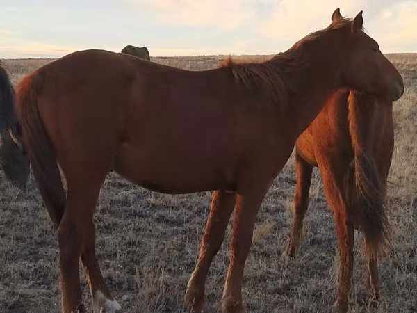 ม้าตัวผู้, Kazakh horse