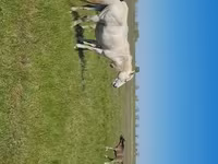 Էգ ձի, Kazakh horse — լուսանկար 5