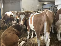 گاو نر, Simmental cattle — عکس 6