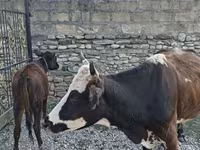 Koe, Simmental cattle — foto 3