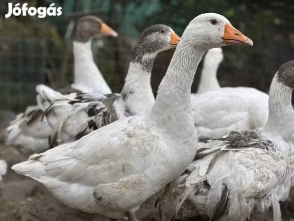 Geese