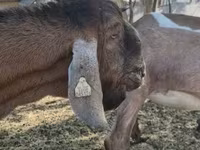 بز ماده, Nubian Goat — عکس 5