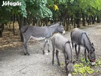 Cavalla, Cavalli — foto 1