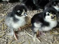 Quails — photo 1