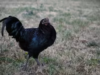 Australorp — 5. fotó