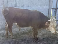 Dibi, Kazakh White-headed cow — sawirka 6