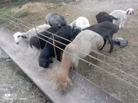 قوچ, گوسفند — عکس 1