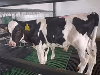 Lembu jantan, Simmental cattle — foto 6