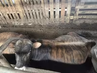 Lembu jantan, Jersey breed — foto 1