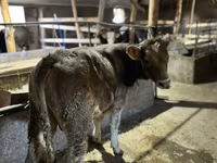 Bika, Swiss cattle — 1. fotó