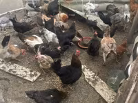 Chickens — Foto 8