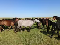 კვიცი, Kazakh horse — ფოტო 4