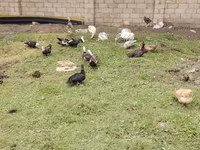 Muscovy domestica — foto 2