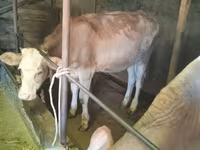 Sapi, Holstein breed — foto 2