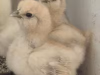 Silkie — foto 2
