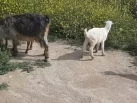 Cabra, Cabras — foto 1