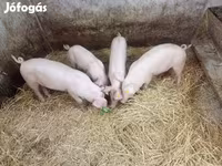 Babi betina, Pigs — foto 2