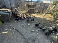 Ducks — الصورة 3