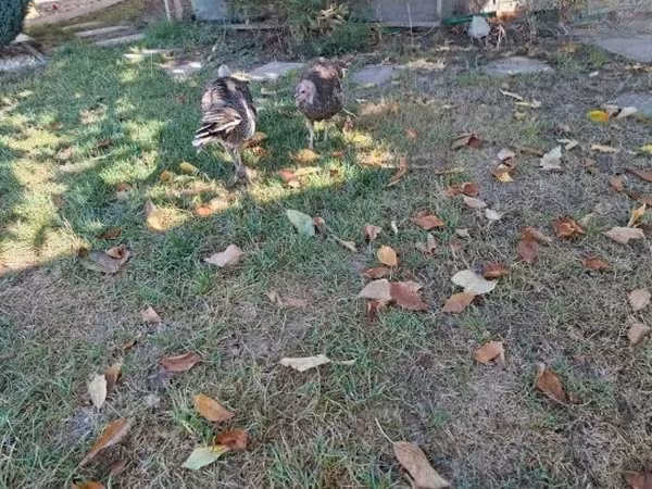 Turkeys
