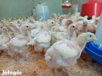 Chickens — foto 3