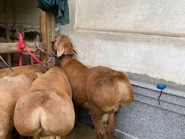 قوچ, گوسفند