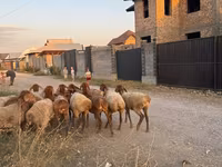 Ovce, Edilbay sheep — foto 6