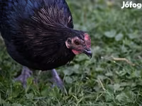 Australorp — foto 7
