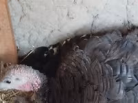 Turkeys — புகைப்படம் 2