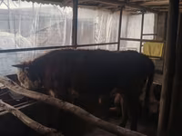 Toro, Simmental cattle — foto 6