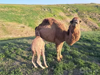 شتر نر, شتر — عکس 2