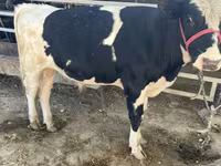 Lembu jantan, Russian Black pied cattle — foto 1