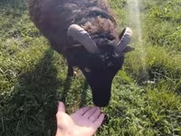 Schaap, Ouessant sheep — foto 3