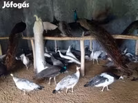 Chickens — تصویر 5