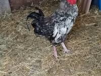 Chickens — снимка 2