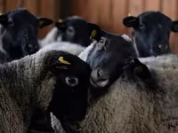 Bélier, Romanov sheep — photo 6