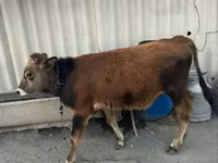 Kambing jantan, Sheep — foto 3