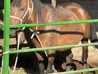 مادیان, Kazakh horse — عکس 1